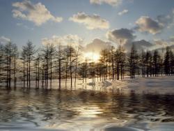 Dusk Snow Scene
